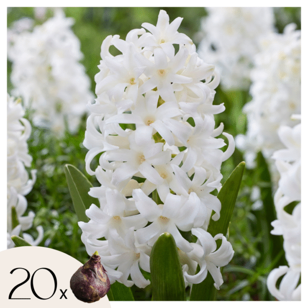 Hyacintenbollen - Set van 20 - Hyacinthus'Carnegie'- Bloembollen - Wit