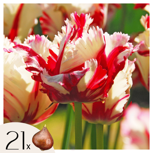 Tulpenbollen - Set van 21 - Tulipa'Estella Rijnveld'- Bloembollen - Rood