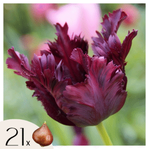 Tulpenbollen - Set van 21 - Tulipa'Black Parrot'- Bloembollen - Paars