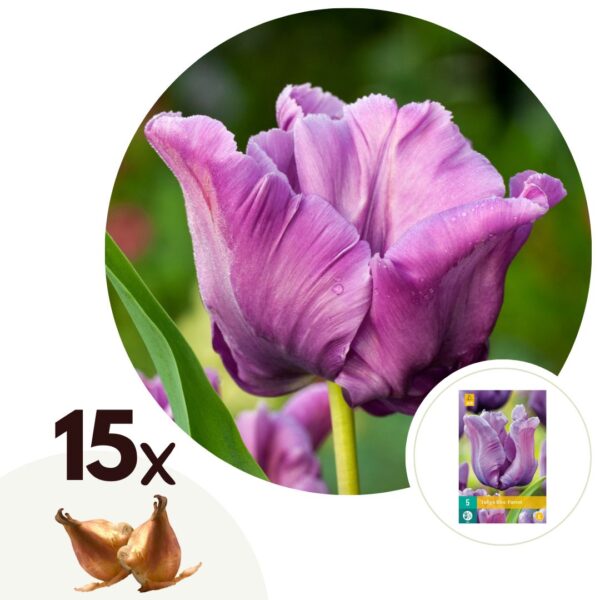 Tulpenbollen - Set van 15 - Tulipa'Blue Parrot'- Bloembollen - Blauw