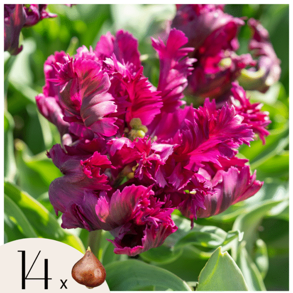 Tulpenbollen - Set van 14 - Tulipa'Parrot Negrita'- Bloembollen - Paars