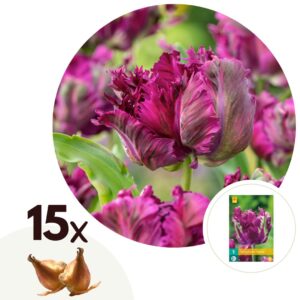 Tulpenbollen - Set van 15 - Tulipa'Parrot Negrita'- Bloembollen - Paars