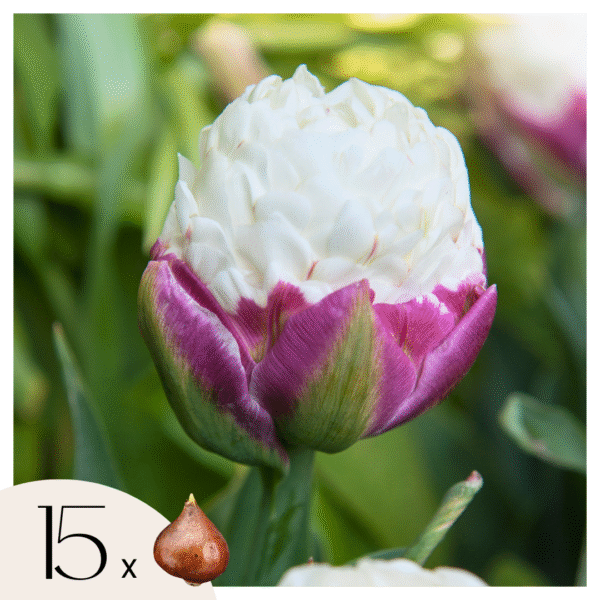 Tulpenbollen - Set van 15 - Tulipa'Ice Cream'- Bloembollen - Paars