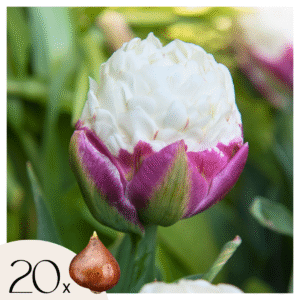 Tulpenbollen - Set van 20 - Tulipa'Ice Cream'- Bloembollen - Paars