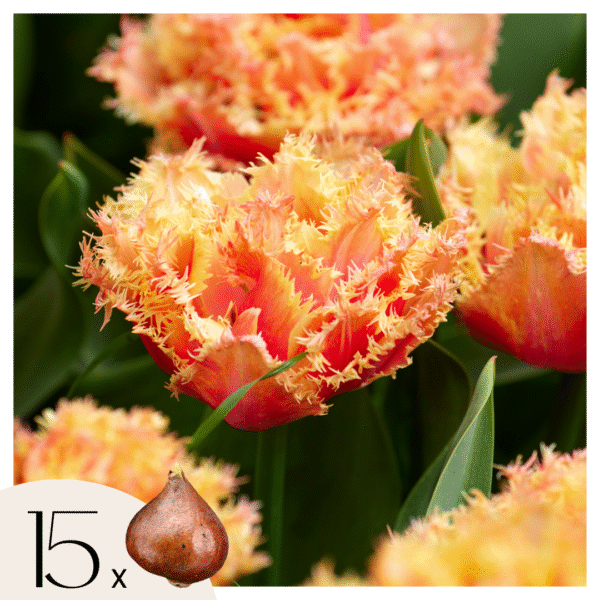 Tulpenbollen - Set van 15 - Tulipa'Brisbane'- Bloembollen - Roze