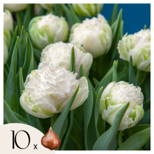 Tulpenbollen - Set van 10 - Tulipa'Snow Crystal'- Bloembollen - Wit