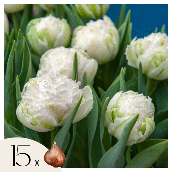 Tulpenbollen - Set van 15 - Tulipa'Snow Crystal'- Bloembollen - Wit