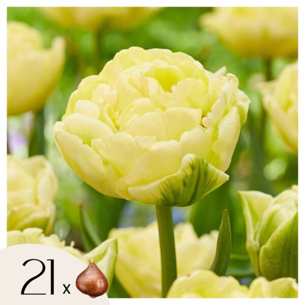Tulpenbollen - Set van 21 - Tulipa'Avant Garde'- Bloembollen - Geel