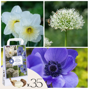 Bloembollen - 35 stuks - Sunny Garden Box - Anemoon, Allium, Narcis
