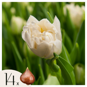 Tulpenbollen - Set van 14 - Tulipa'Northcap'- Bloembollen - Geel