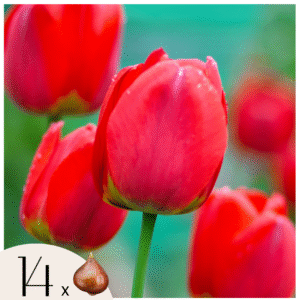 Tulpenbollen - Set van 14 - Tulipa'Red Impression'- Bloembollen - Rood