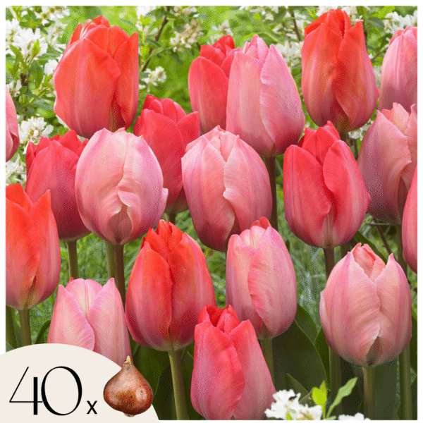 Tulpenbollen - Set van 40 - Tulipa'Salmon','Van Eijk'- Bloembollen - Rood