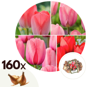 Tulpenbollen - Set van 160 - Tulipa'Salmon','Van Eijk'- Bloembollen - Rood