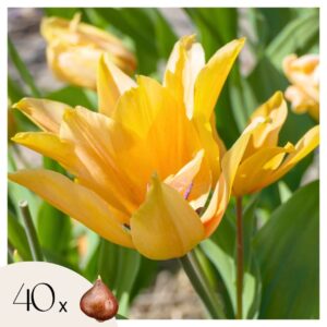 Tulpenbollen - Set van 40 - Tulipa'Prastants Shogun'- Bloembollen - Oranje