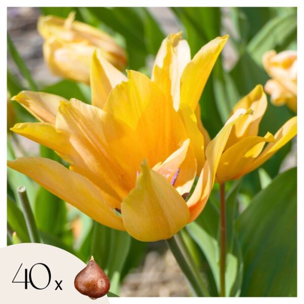 Tulpenbollen - Set van 40 - Tulipa'Prastants Shogun'- Bloembollen - Oranje