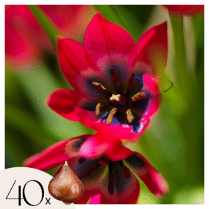 Tulpenbollen - Set van 40 - Tulipa'Little Beauty'- Bloembollen - Rood