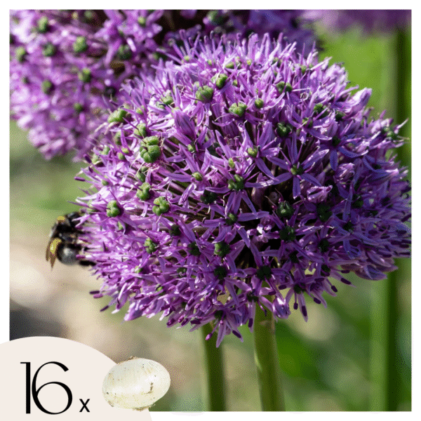 Alliumbollen - Set van 16 - Allium'Gladiator'- Bloembollen - Paars