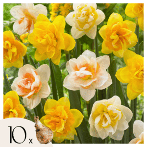 Narcissen - Set van 10 - Narcissus'Double Mix'- Bloembollen