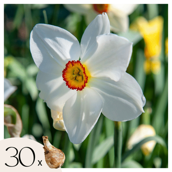 Narcissen - Set van 30 - Narcissus'Recurvus'- Bloembollen - Wit
