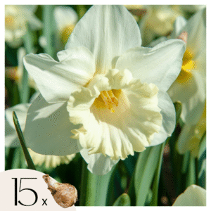 Narcissen - Set van 15 - Narcissus'Mount Hood'- Bloembollen - Geel