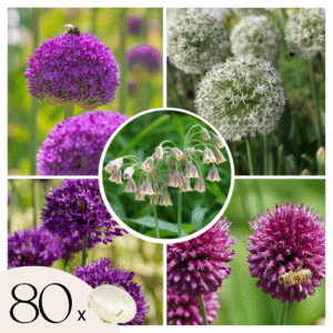 Alliumbollen - Set van 80 - Allium - Bloembollen
