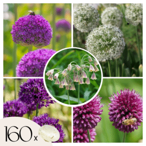 Alliumbollen - Set van 160 - Allium - Bloembollen