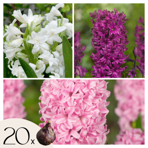 Hyacintenbollenmix - Set van 20 - Hyacinthus - Bloembollen
