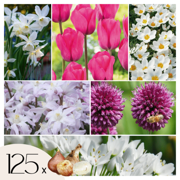 Mix bloembollen - Set van 125 - Allium, Narcissus, Muscari, Tulipa - Paars