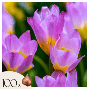 Tulpenbollen - Set van 100 - Tulipa bakeri'Lilac Wonder'- Bloembollen