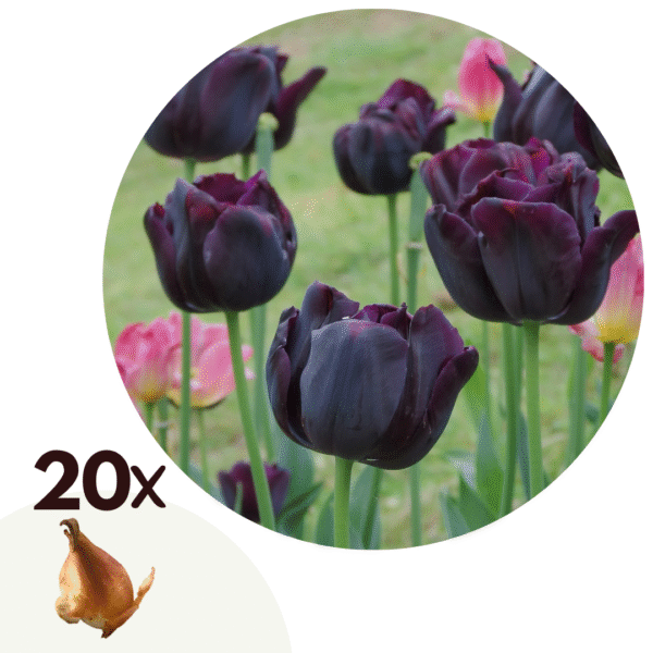 Tulpenbollen - Set van 20 - Tulipa'Queen of Night'- Bloembollen - Paars