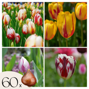 Tulpenbollen - Set van 60 - Tulipa'Flaming Beauty Mix'- Bloembollen