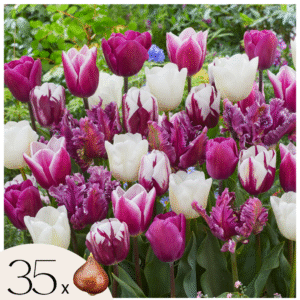 Tulpenbollen - Set van 35 - Tulipa'Pastel'- Bloembollen