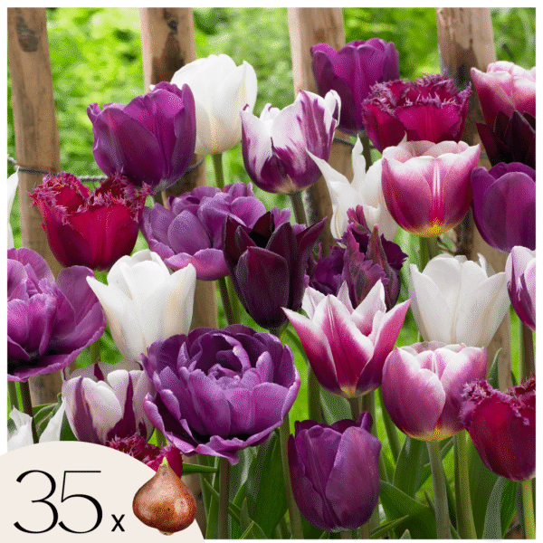 Tulpenbollen - Set van 35 - Tulipa'Blueberry'- Bloembollen - Paars