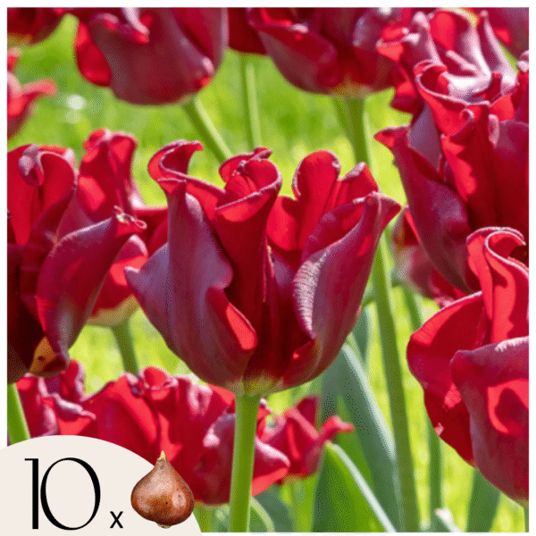 Tulpenbollen'Red Dress'- Set van 10 stuks - Winterhard&meerjarig