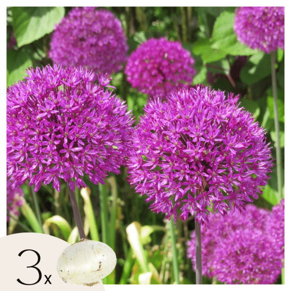 Alliumbollen - Set van 3 - Allium'Millenium'- Bloembollen - Paars