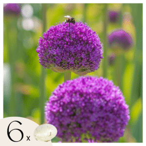 Alliumbollen - Set van 6 - Allium'Ambassador'- Bloembollen - Paars