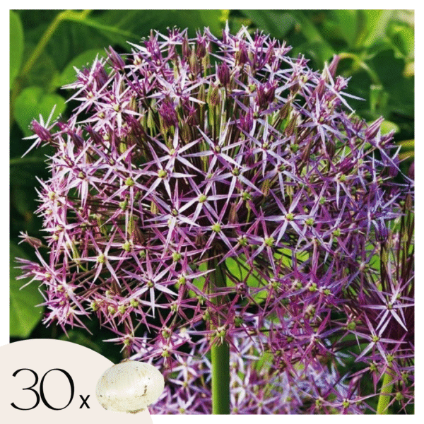Alliumbollen - Set van 30 - Allium'Christophii'- Bloembollen - Paars