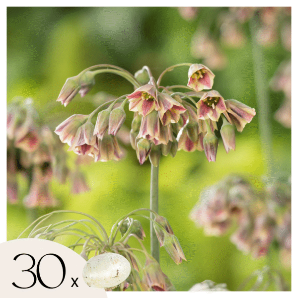 Alliumbollen - Set van 30 - Allium'Nectaroscordum'- Bloembollen - Roze