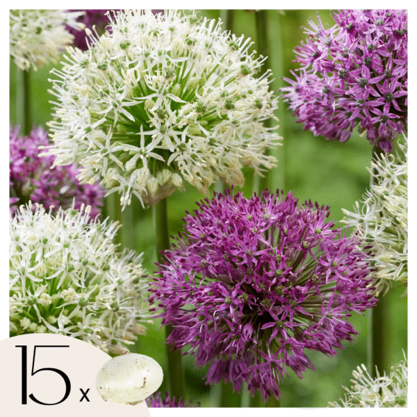 Alliumbollen - Set van 15 - Allium'Purple,'White'- Bloembollen - Paars