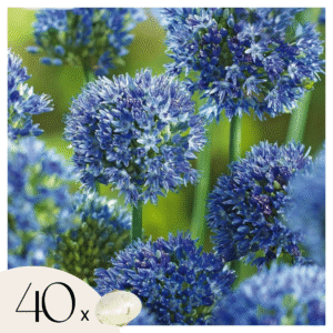 Blauwe Look - Allium'Caeruleum'- Set van 40 Bloembollen