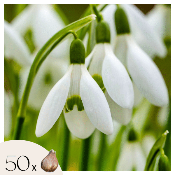 Groot sneeuwklokje - Set van 50 - Galanthus elwesii - Bloembollen - Wit