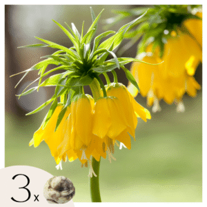 Gele keizerskroon - Set van 3 - Fritillaria'lutea'- Bloembollen - Geel