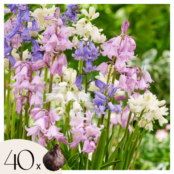Hyacint - Set van 40 - Hyacinthoides Hispanica - Bloembollen