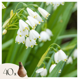 Zomerklokje - Set van 40 - Leucojum aestivum - Bloembollen - Wit