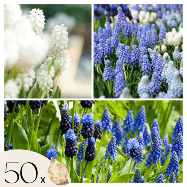 Blauwe Druifjes - Set van 50 - Muscari'Magic Mix'- Bloembollen