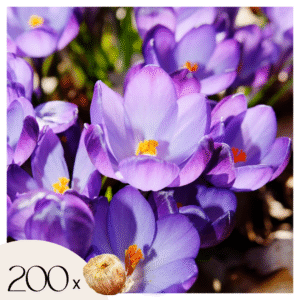 Krokusbollen - Set van 200 - Crocus'Ruby Giant'- Bloembollen - Paars