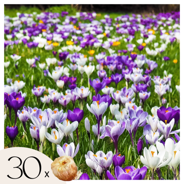 Krokusbollen - Set van 30 - Crocus'Large Flowering Mix'- Bloembollen
