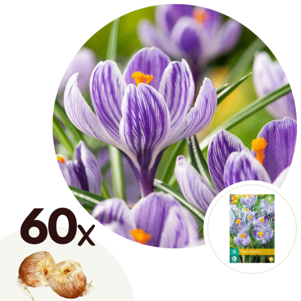 Krokusbollen - Set van 60 - Crocus'Pickwick'- Bloembollen - Paars