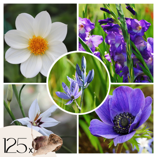 Mix bloembollen - Set van 125 - Dahlia, Gladiolus, Freesia, Oxalis