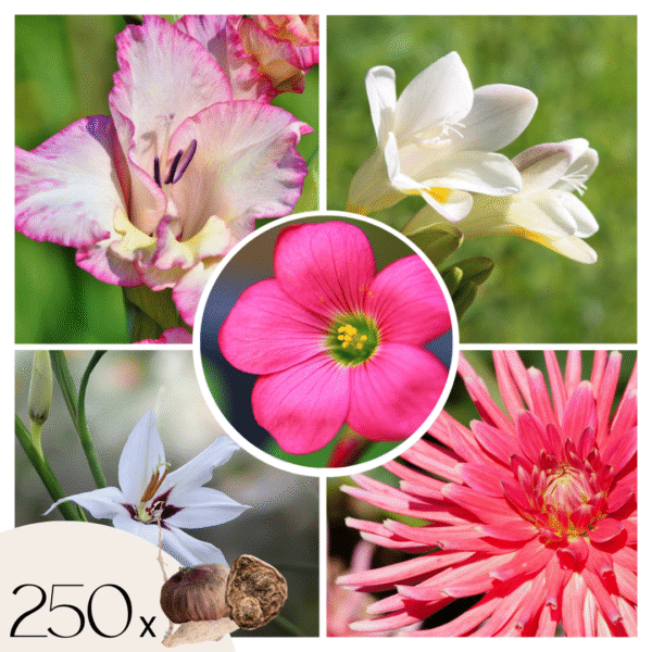 Mix bloembollen'VJ Pink'- Set van 250 - Dahlia, Gladiolus, Freesia, Oxalis
